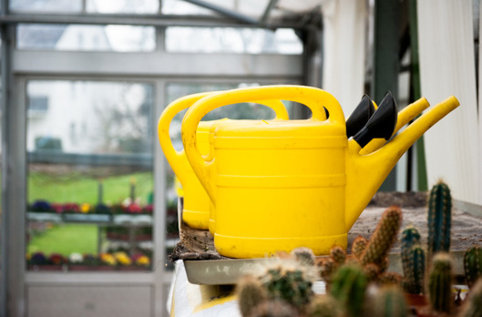 HOME blumen DAMM Bad Homburg OberEschbach