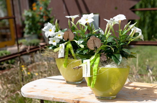 HOME blumen DAMM Bad Homburg OberEschbach