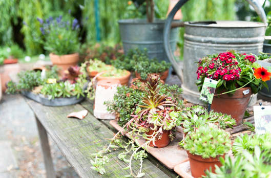 HOME blumen DAMM Bad Homburg OberEschbach